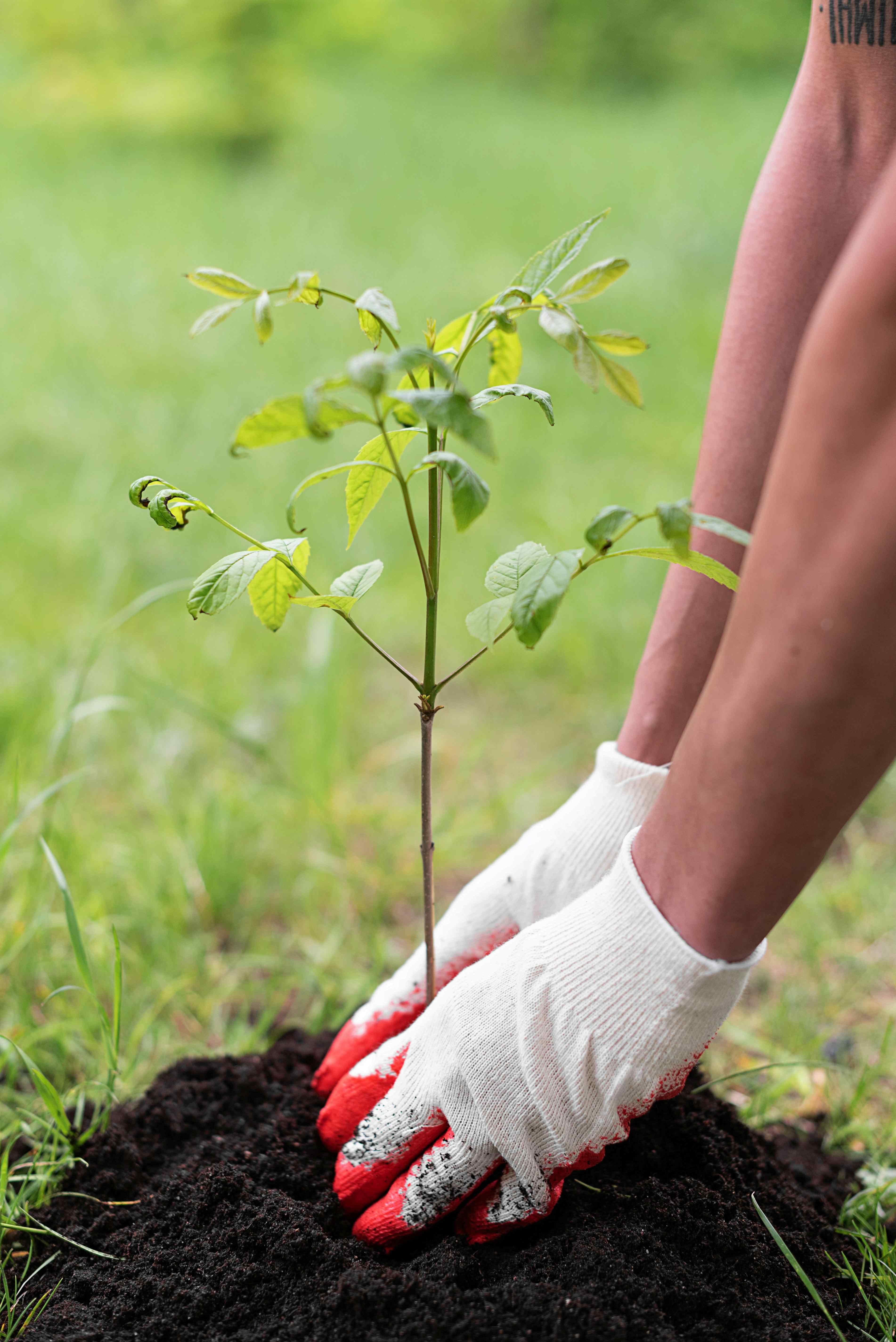planting a tree