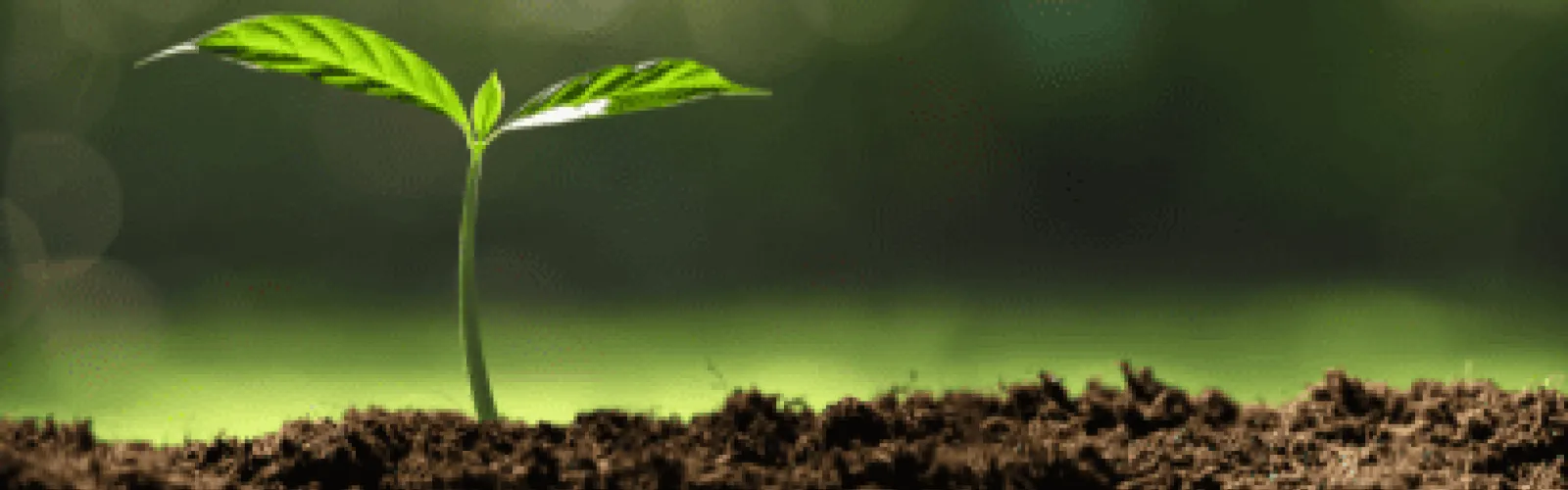 plant in dirt outside